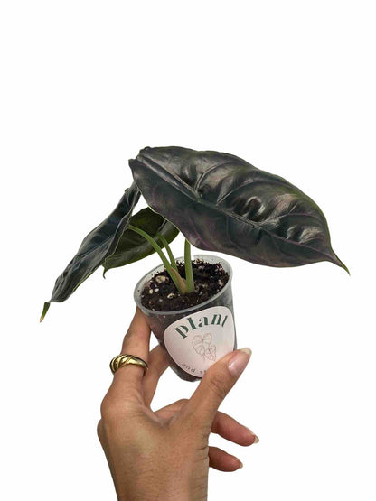 Alocasia Azlanii