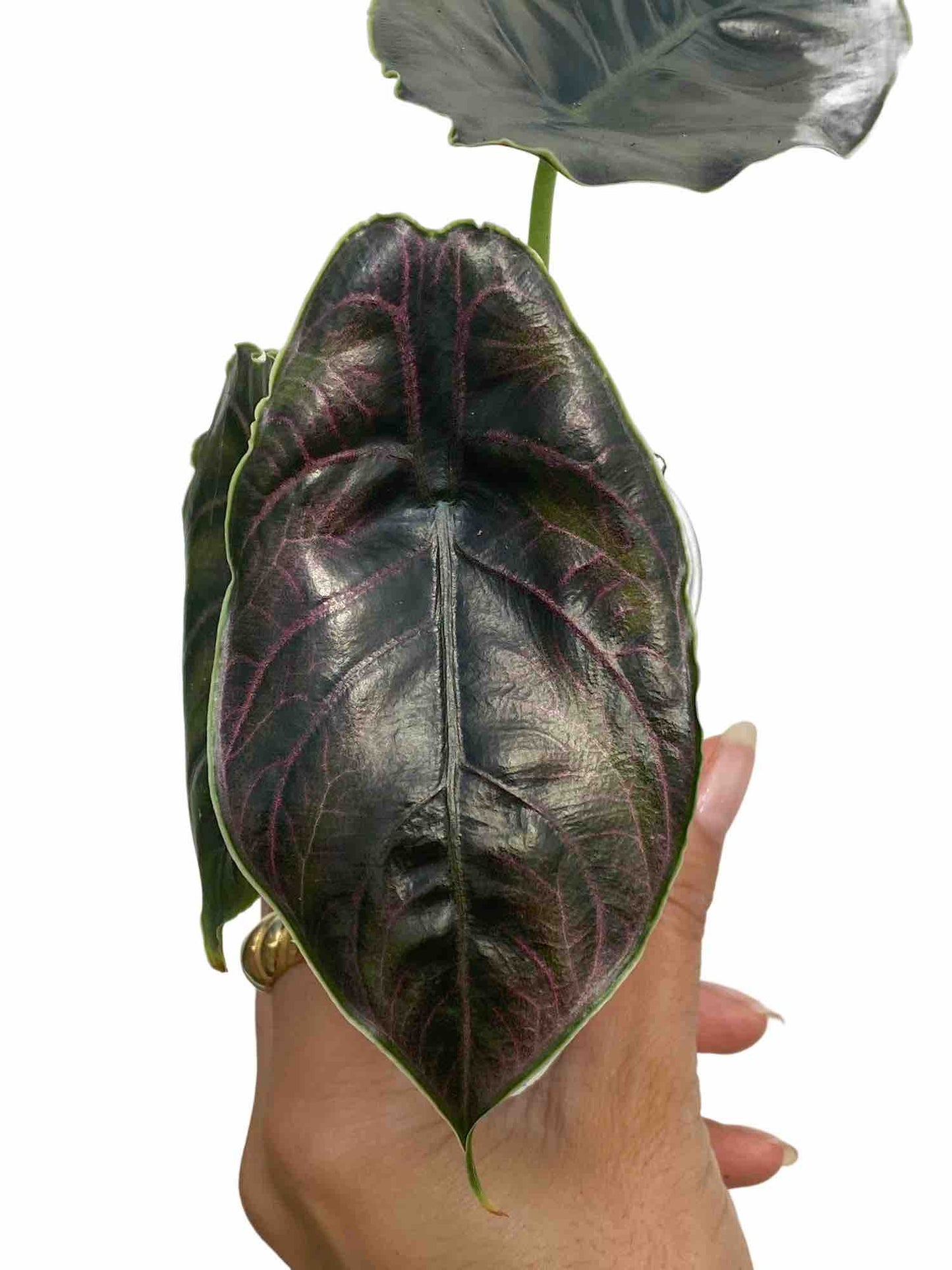 Alocasia Azlanii