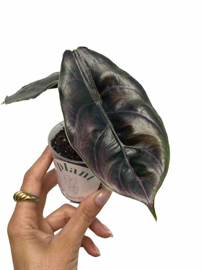Alocasia Azlanii