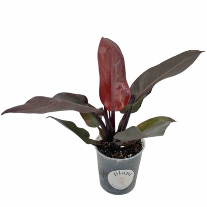 Philodendron Red Sun