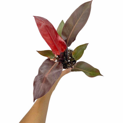 Philodendron Red Sun