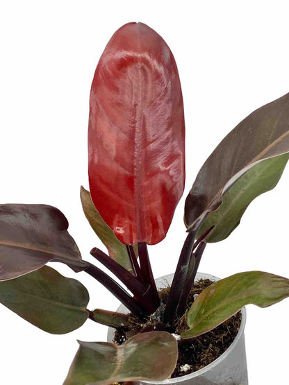 Philodendron Red Sun