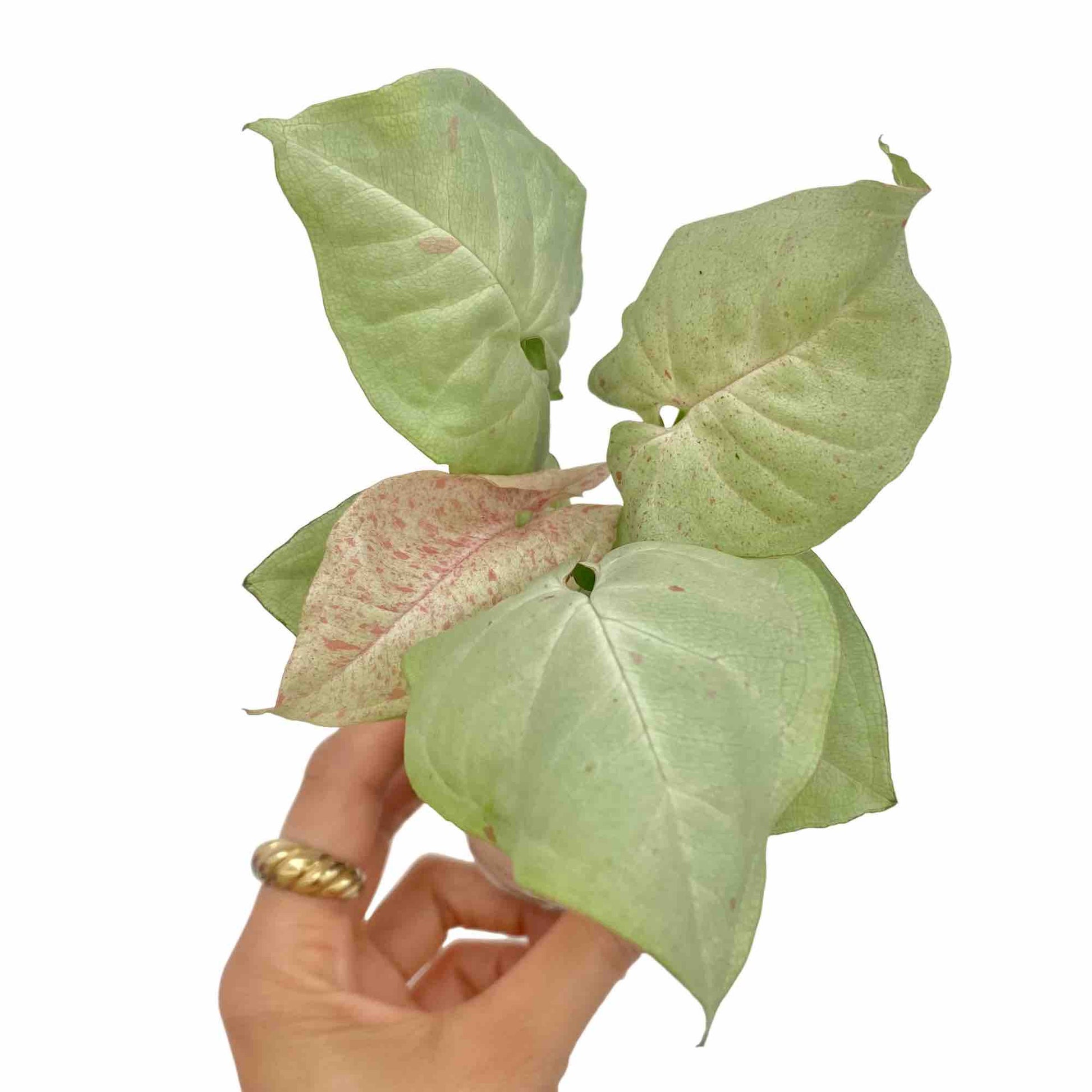 Syngonium Confetti - plantandstories