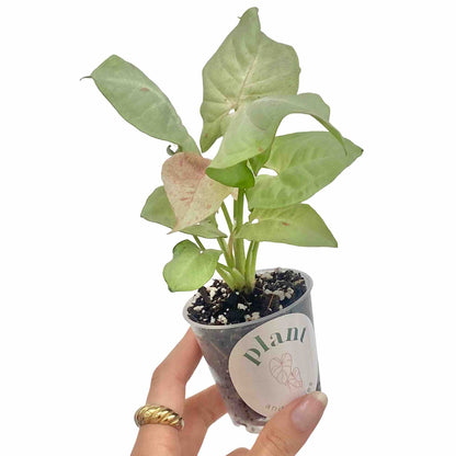 Syngonium Confetti - plantandstories