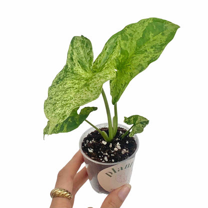Syngonium Mojito