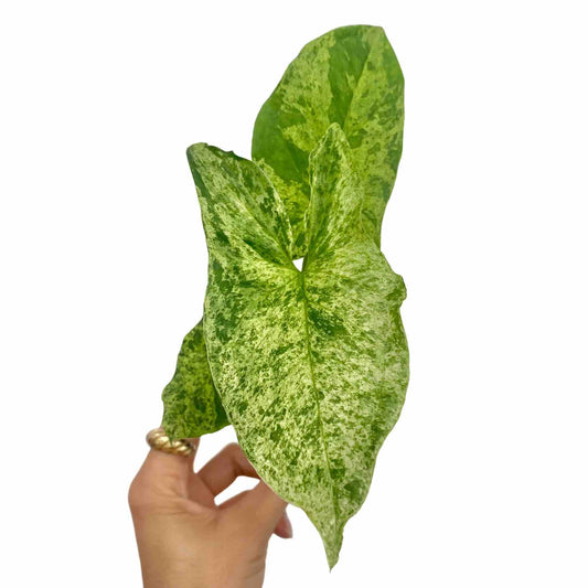Feuilles mouchetées et panachées de vert clair et foncé de la plante d'intérieur Syngonium Mojito sur fond blanc
