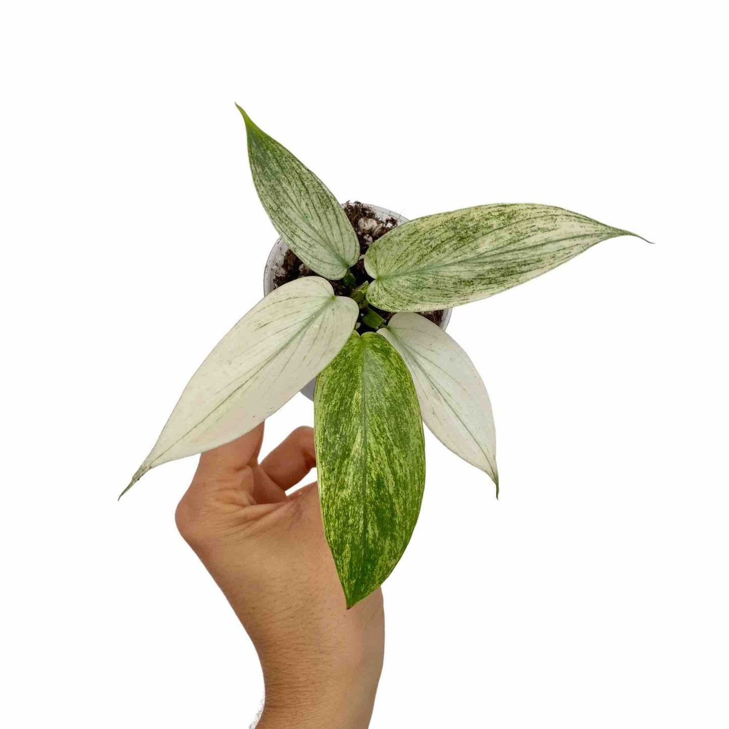 Philodendron Florida Ghost, jeune plante en pot blanc, au feuillage clair et panaché de blanc et de vert