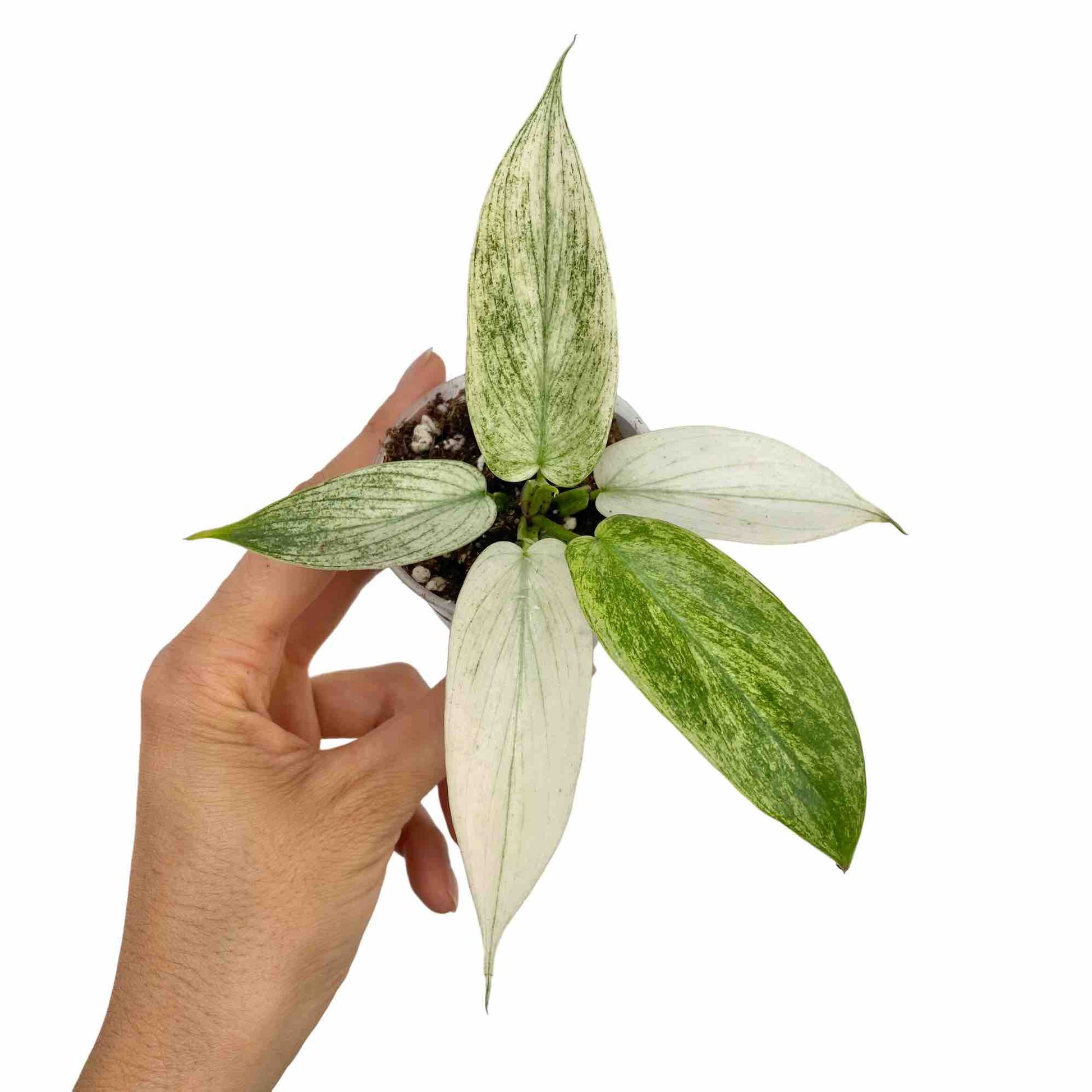 Jolie bouture de Philodendron Florida Ghost avec de nouvelles feuilles blanches et vert clair dans un petit pot de culture transparent