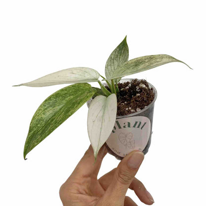 Jeune plant de Philodendron Florida Ghost aux feuilles panachées blanches et vertes dans un petit pot de culture transparent