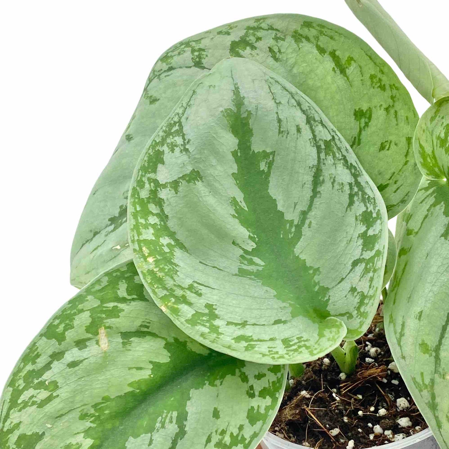 Grandes feuilles vertes du Scindapsus Pictus Trebie avec motifs argentés, dans un pot transparent en terreau