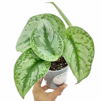 Un Scindapsus Pictus Trebie en pot de culture transparent avec de grandes feuilles vert argenté et des motifs foncés