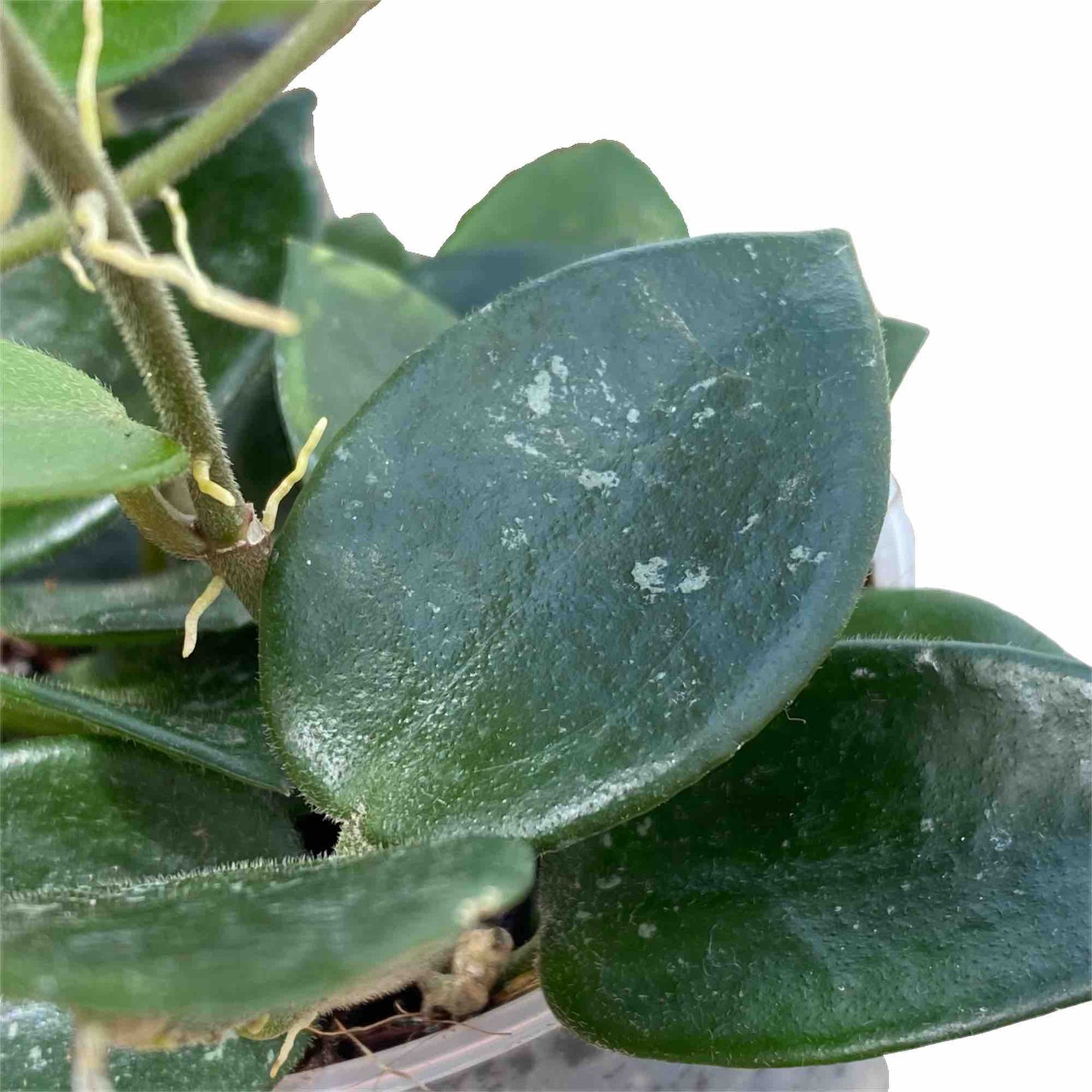 Hoya Chouke