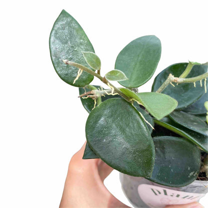 Hoya Chouke