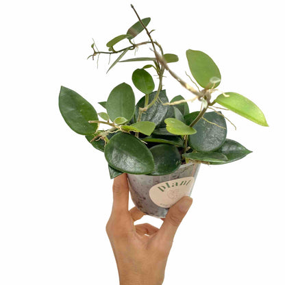 Hoya Chouke