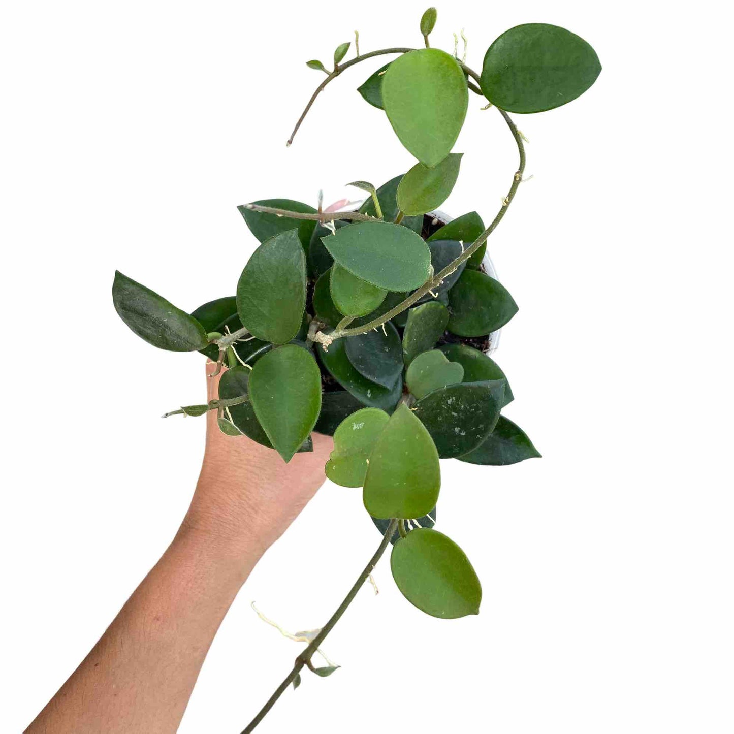 Hoya Chouke