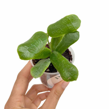 Hoya Rotundiflora
