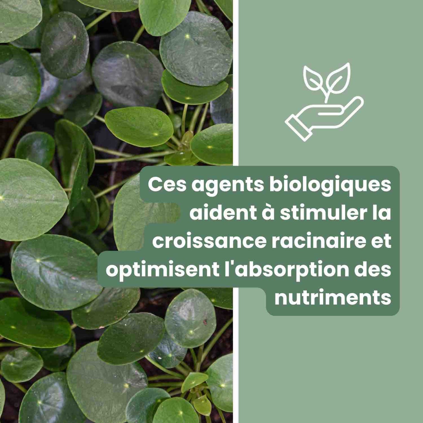 Substrat Universel enrichi en Mycorhize et Bacillus - Qualité Supérieure