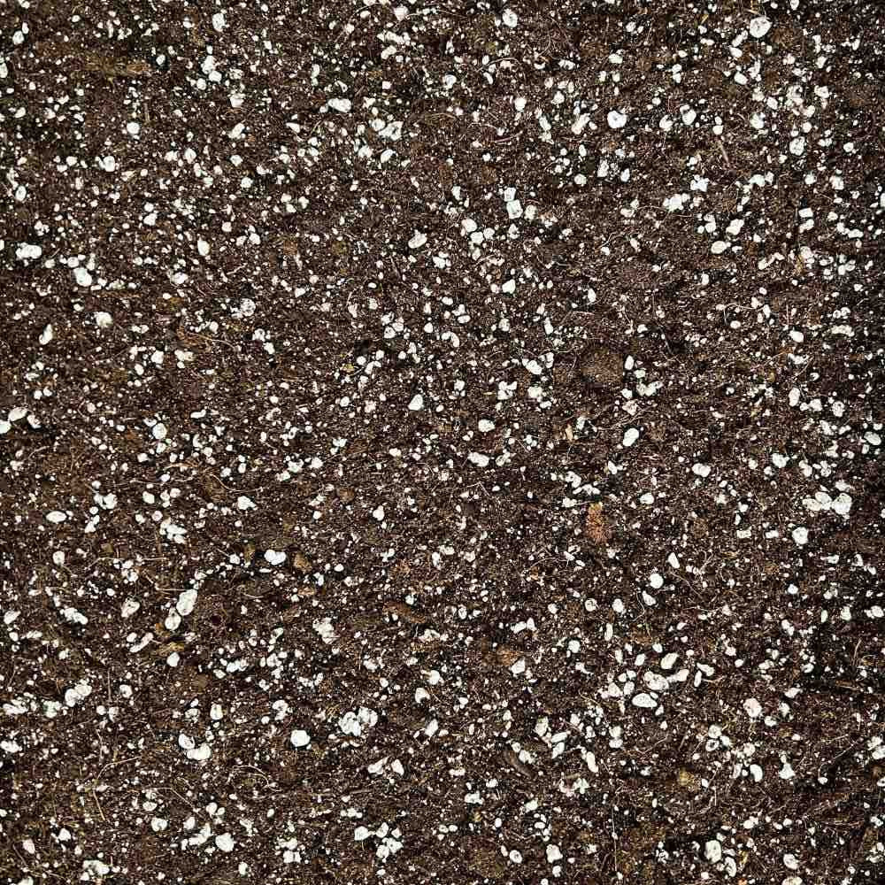 Substrat Universel enrichi en Mycorhize et Bacillus - Qualité Supérieure