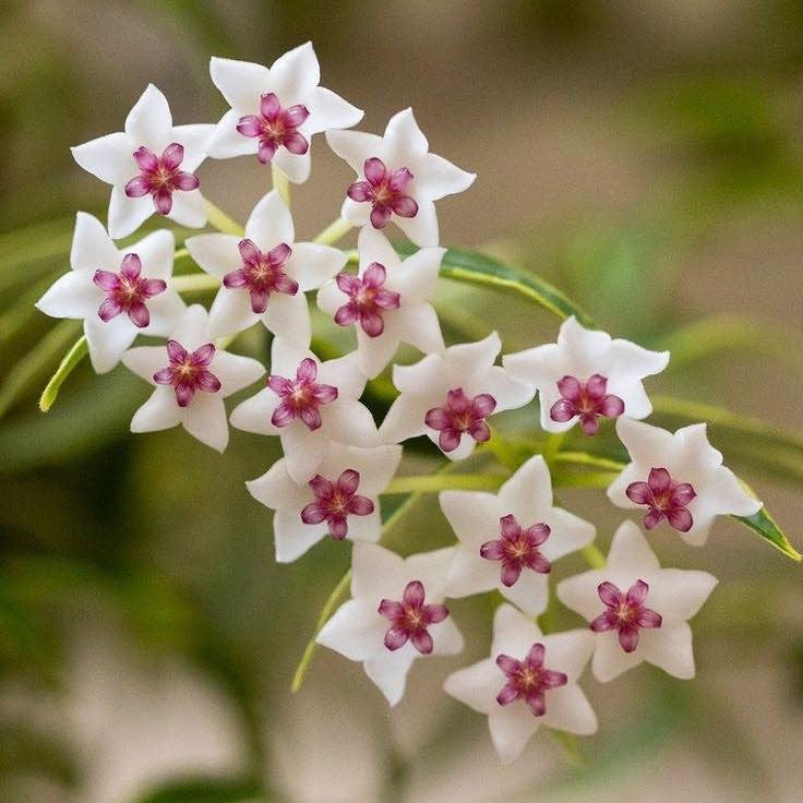 Hoya Bella Variegata