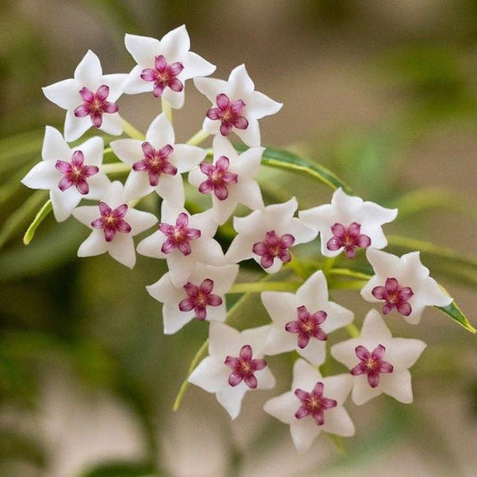 Gros plan sur une grappe de fleurs d'Hoya Bella Variegata aux pétales blanc pur et cœur magenta foncé