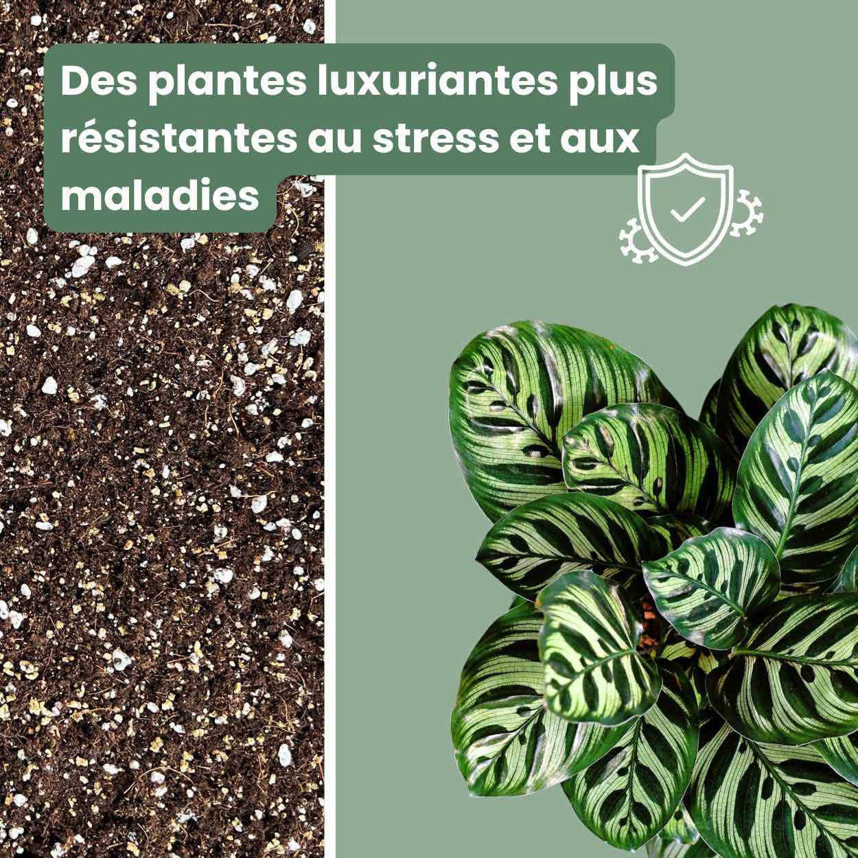 potting mix for calathea Premium Calathea & Maranta Potting Soil