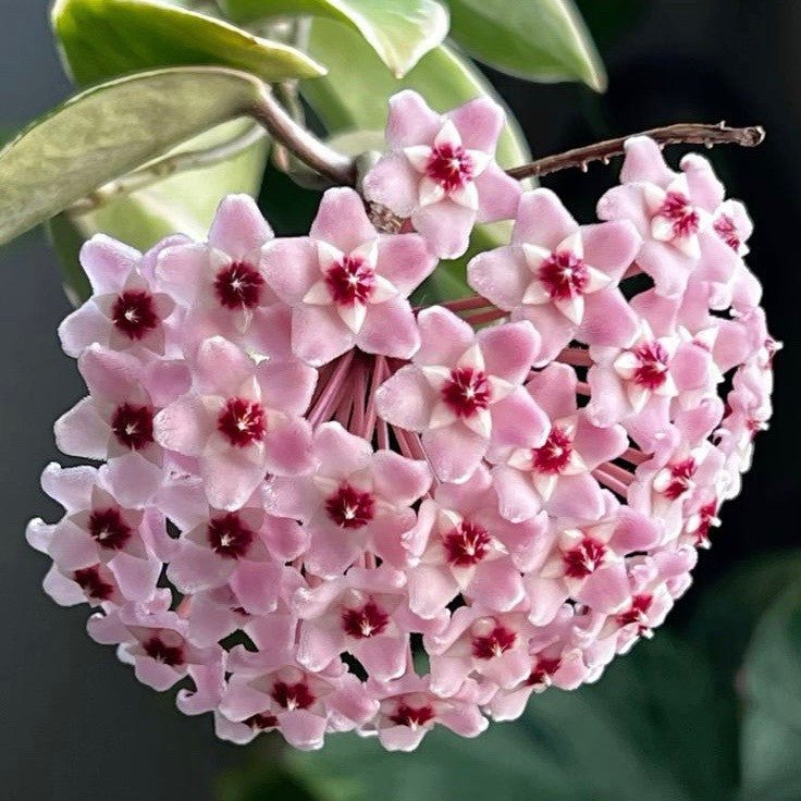 Superbe grappe de fleurs roses étoilées au cœur pourpre de la plante Hoya Carnosa Krimson Princess