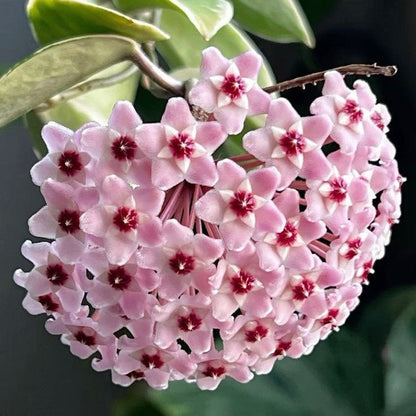 Hoya Carnosa Krimson princess - plantandstories