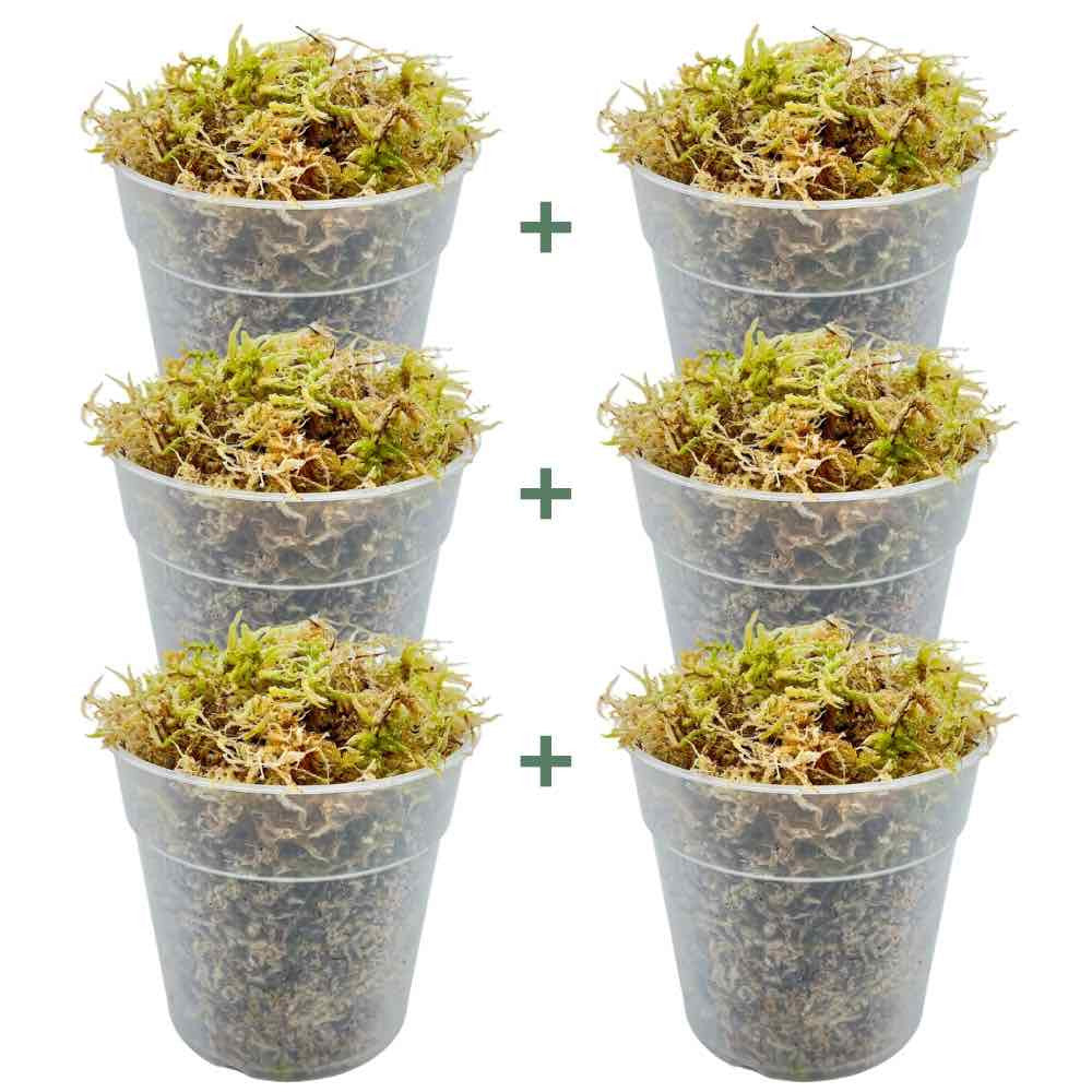 Sphaigne vivante - Sphaigne pour plante - Mousse de sphaigne - Sphaigne vivante pour plante