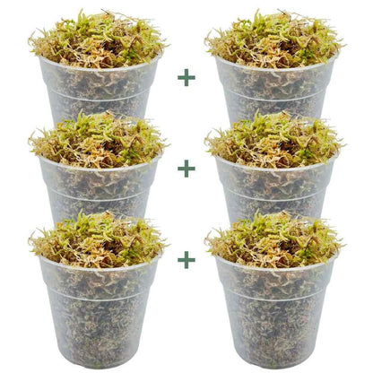 Sphaigne vivante - Sphaigne pour plante - Mousse de sphaigne - Sphaigne vivante pour plante