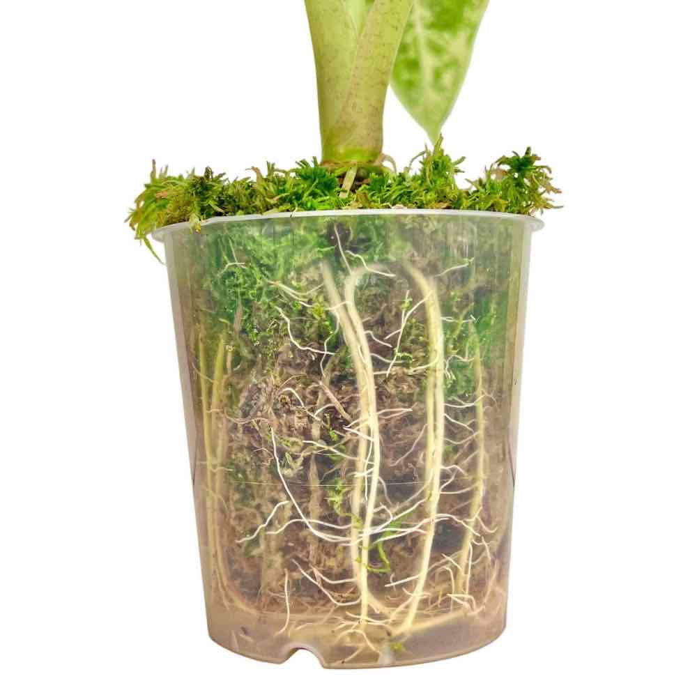 Live Sphagnum Moss Grower Pack - Sphagnum moss for plants - Sphagnum moss