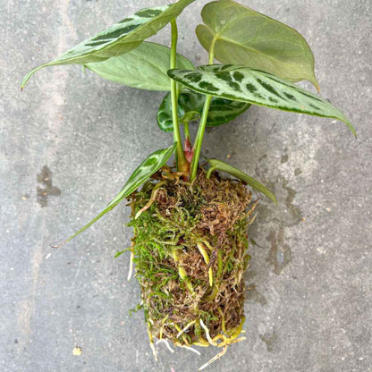 Pack Plant addict Sphaigne Vivante - Sphaigne pour plante - Mousse de sphaigne