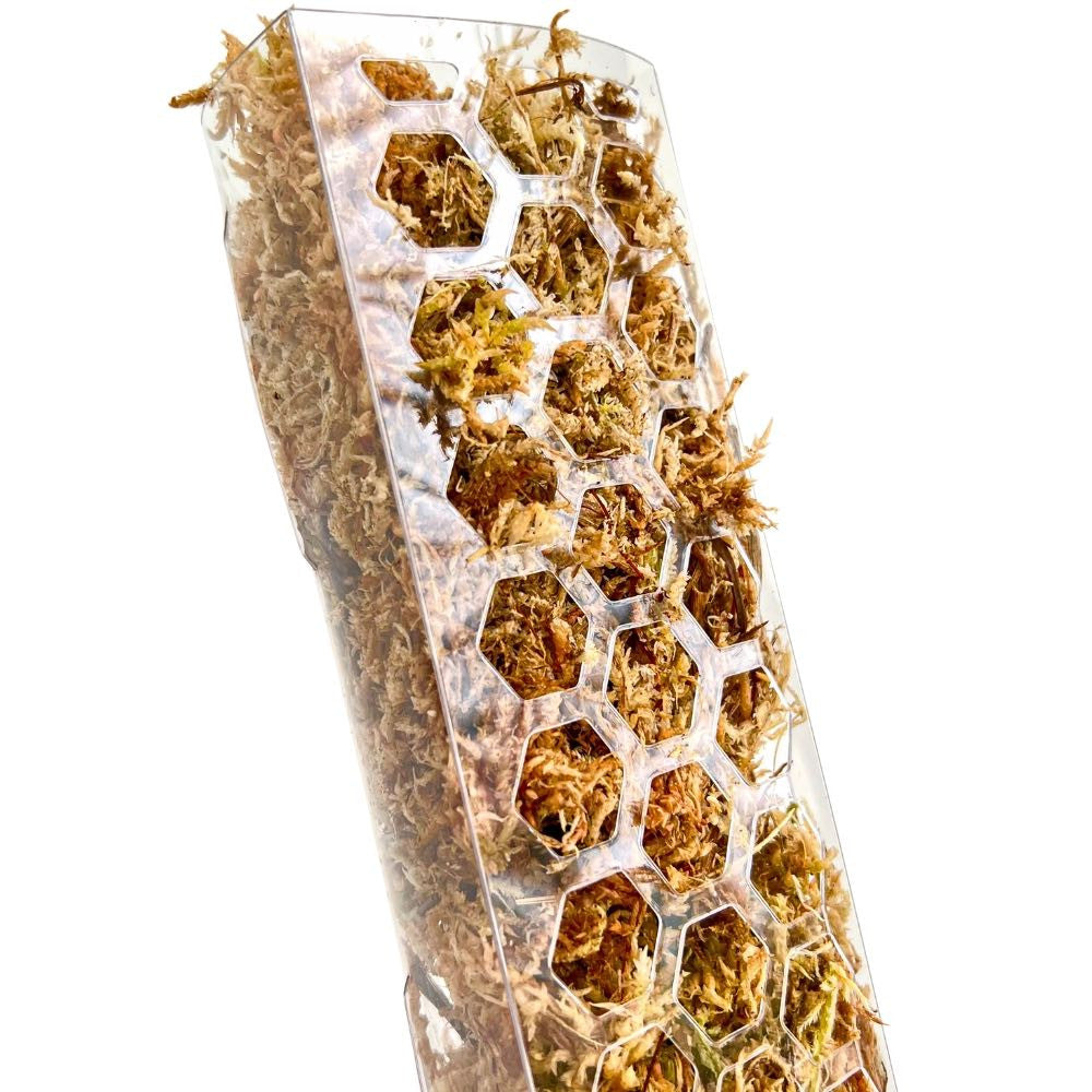 Un tuteur transparent avec des alvéoles hexagonales remplies de sphaigne, support pour plantes grimpantes