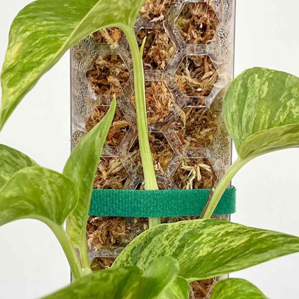Reusable Flexible Velcro Tape for Plant Securing – plantandstories