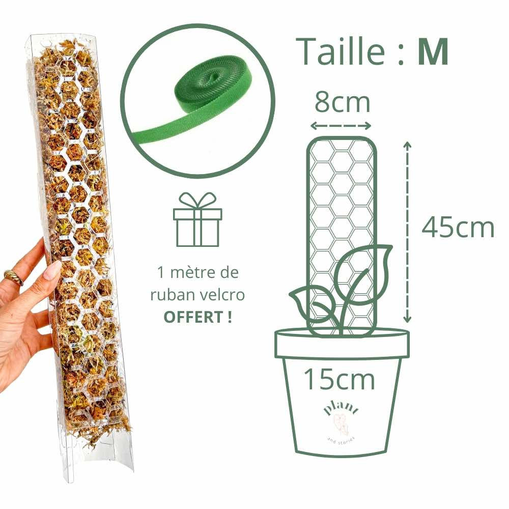Pack of 3 transparent plant supports + 1m of free Velcro tape - Support for climbing plants