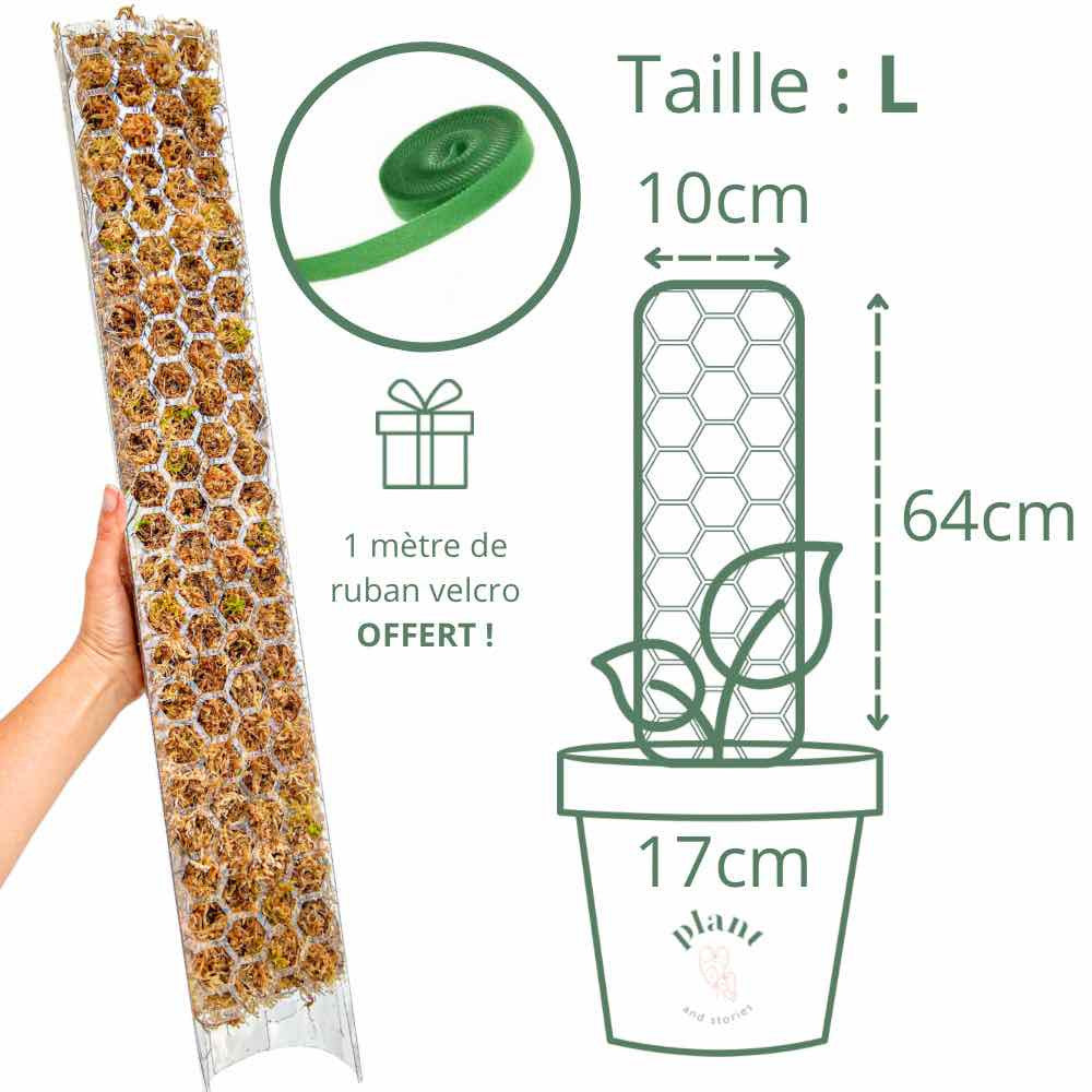 Pack of 3 transparent plant supports + 1m of free Velcro tape - Support for climbing plants