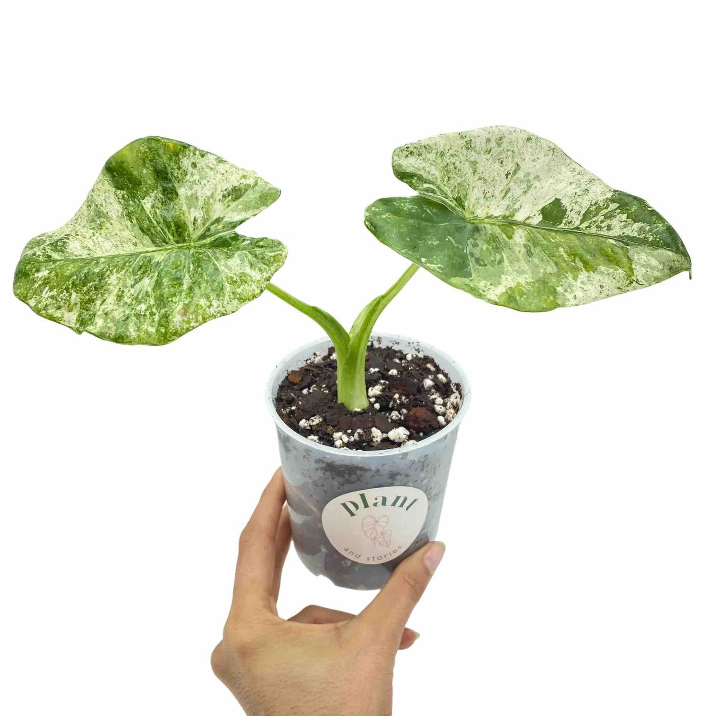 Alocasia Odora Batik Variegata