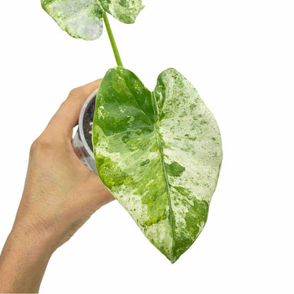 Alocasia Odora Batik Variegata