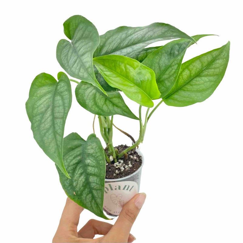 Monstera Siltepecana