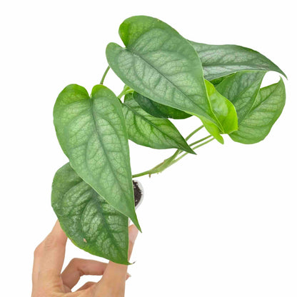 Monstera Siltepecana