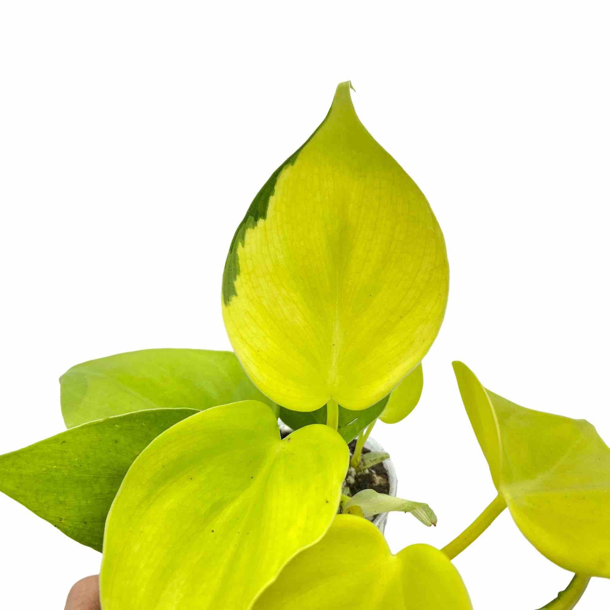 philodendron hederaceum lemon lime care Philodendron Scandens Lemon Lime Vibrant Brightening – plantandstories