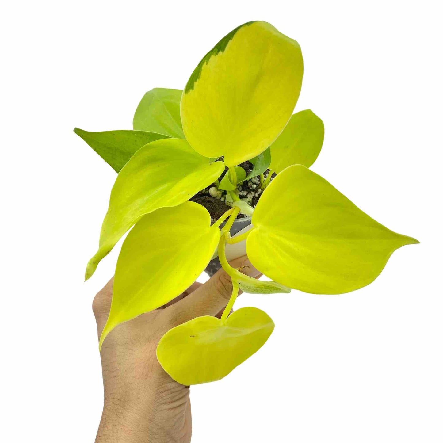 Philodendron Scandens Lemon Lime