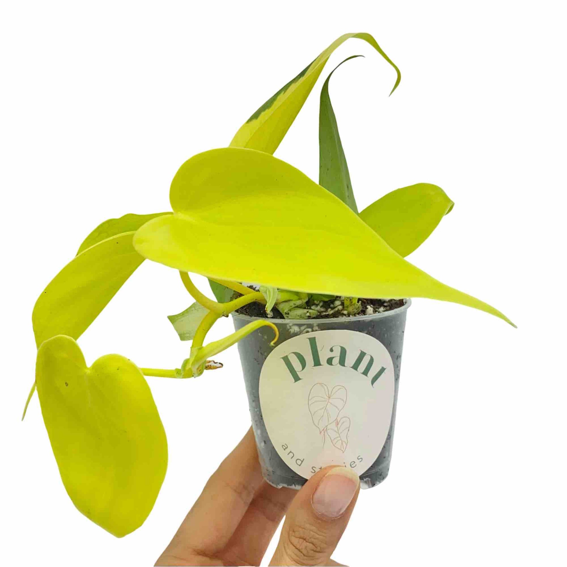 variegated lemon lime philodendron Philodendron Scandens Lemon Lime Vibrant Brightening – plantandstories