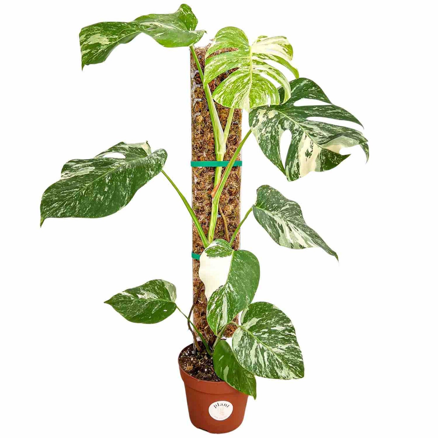 Pack of 3 transparent plant supports + 1m of free Velcro tape - Support for climbing plants