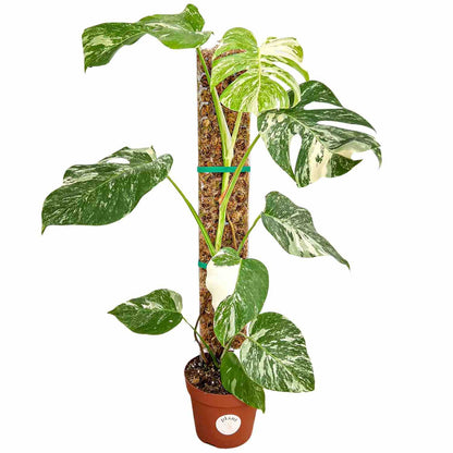 Pack of 3 transparent plant supports + 1m of free Velcro tape - Support for climbing plants
