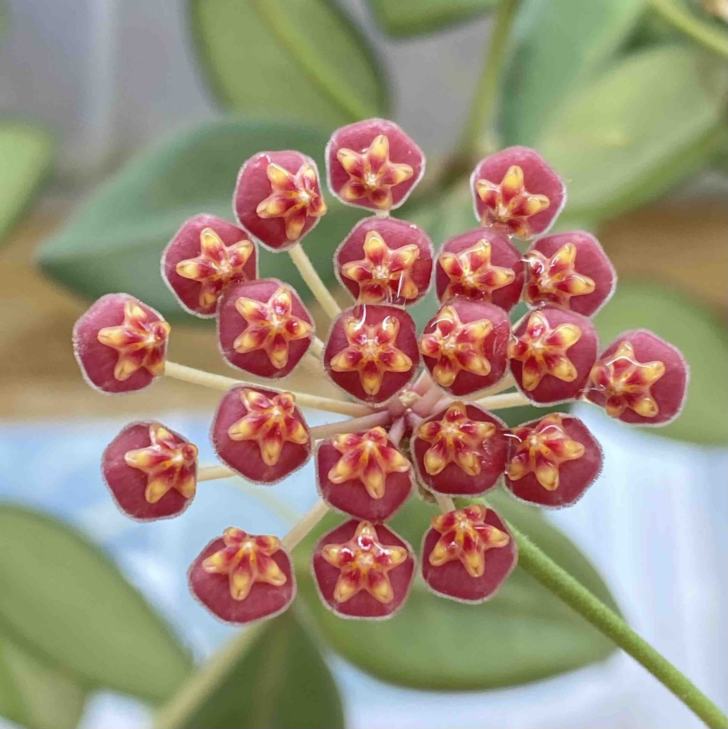 Fleur d'Hoya Burtoniae Variegata aux petites fleurs étoilées rouges et jaunes avec un feuillage vert flou