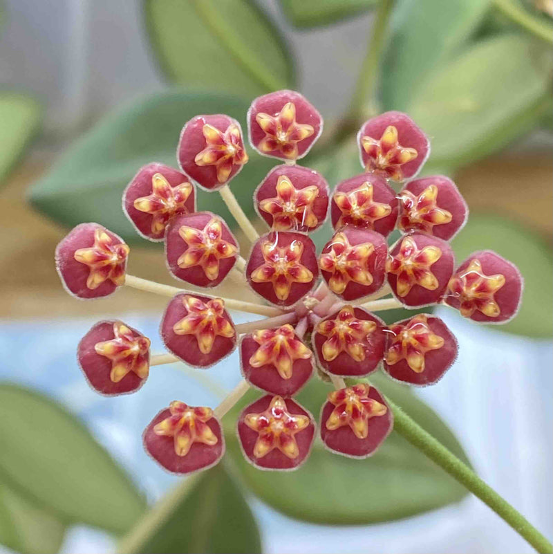 Hoya Burtoniae Variegata DS70