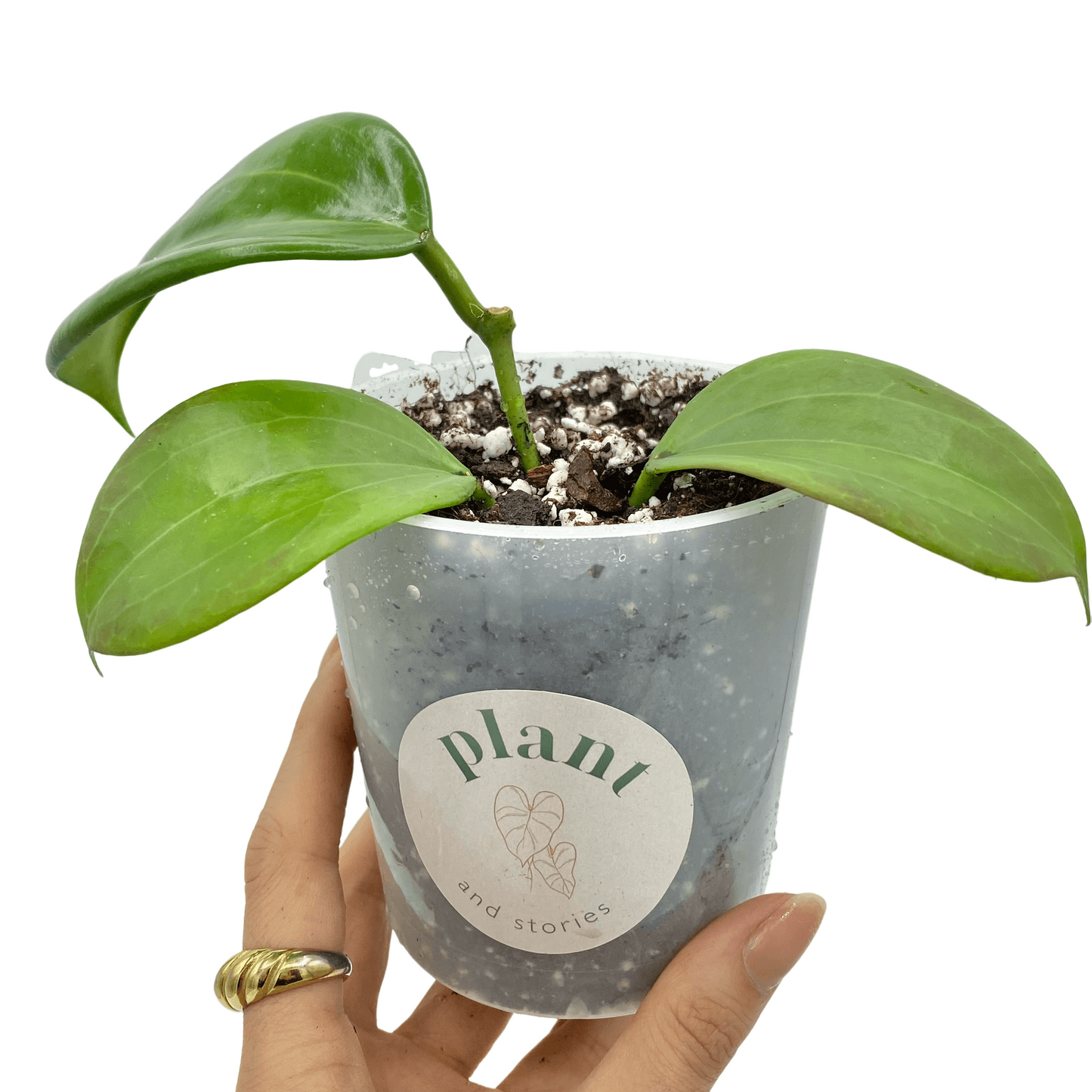 Hoya Quinquenervia