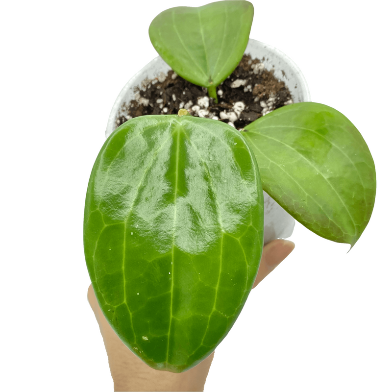 Hoya Quinquenervia