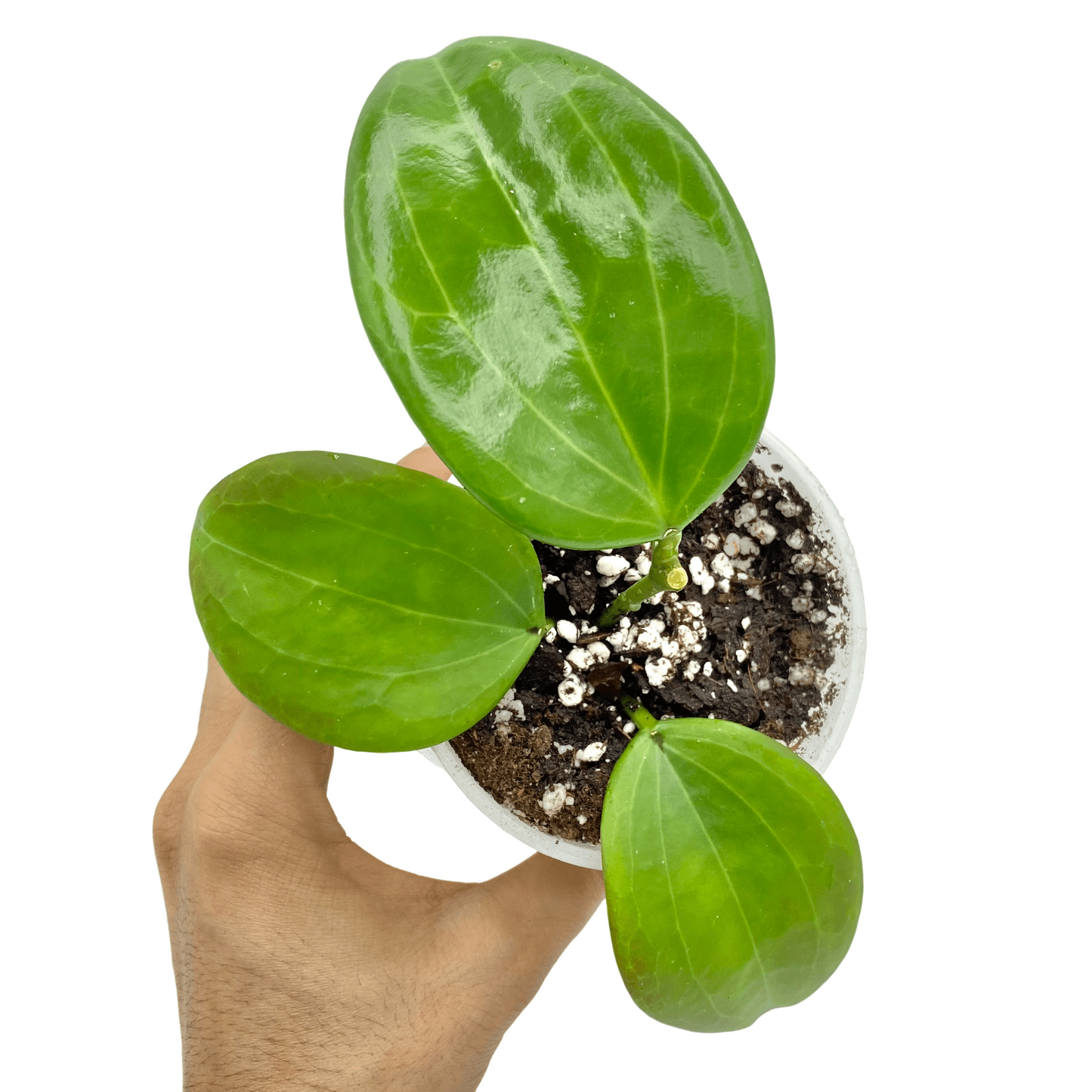 Hoya Quinquenervia