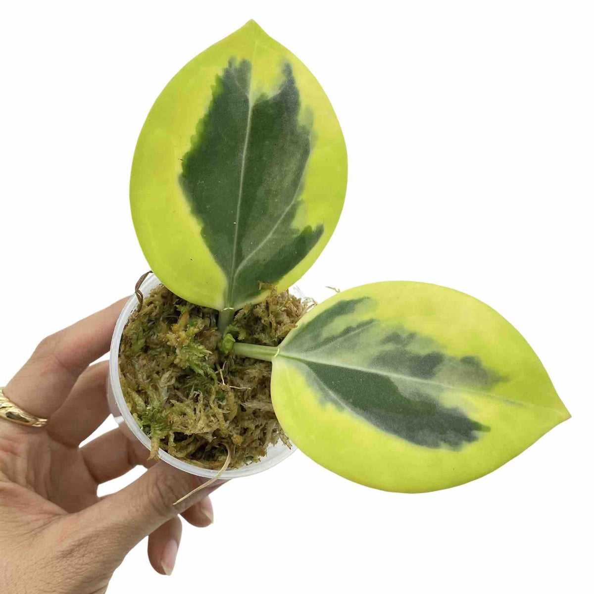 Bouture de Hoya Pachyclada Albomarginata aux feuilles épaisses vertes bordées de jaune vif dans un pot de sphaigne